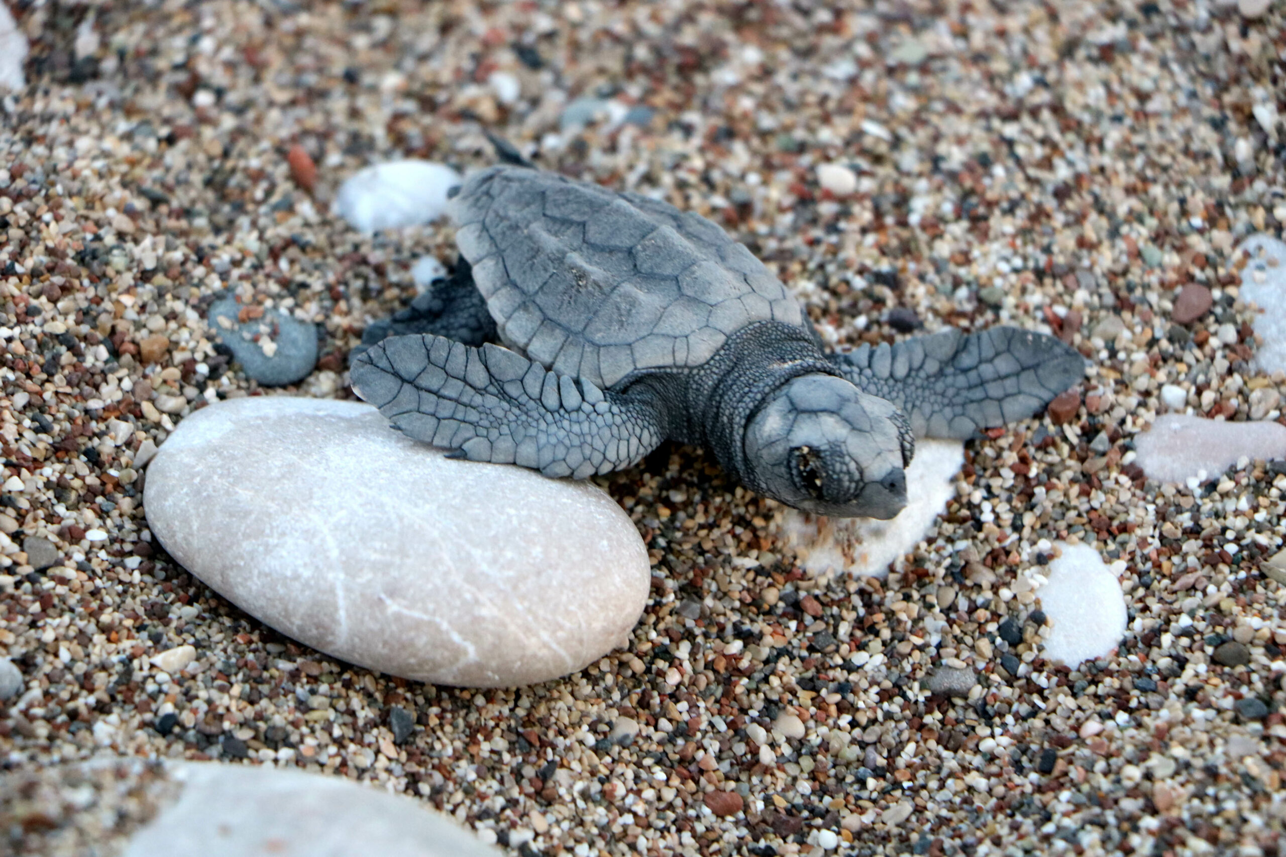 hava-sartlari-ciralida-canli-yavru-caretta-sayisini-dusurdu_9651_dhaphoto1-scaled