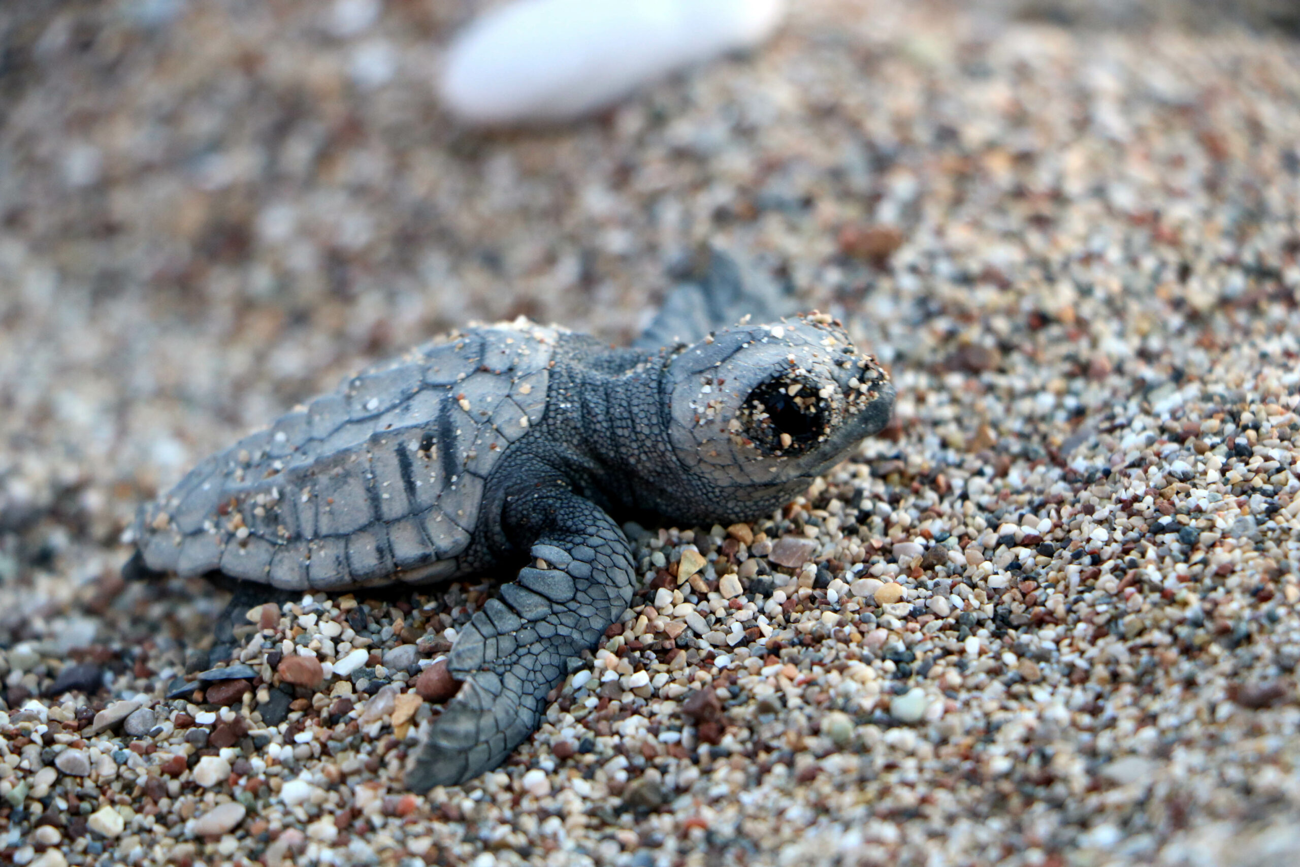 hava-sartlari-ciralida-canli-yavru-caretta-sayisini-dusurdu_9651_dhaphoto2-scaled